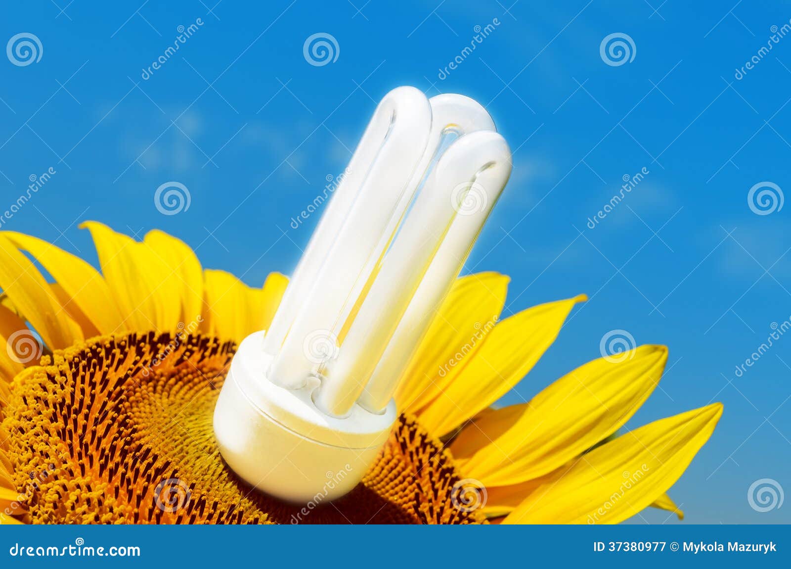 Energy Saving Bulb in Sunflower Stock Image Image of concept