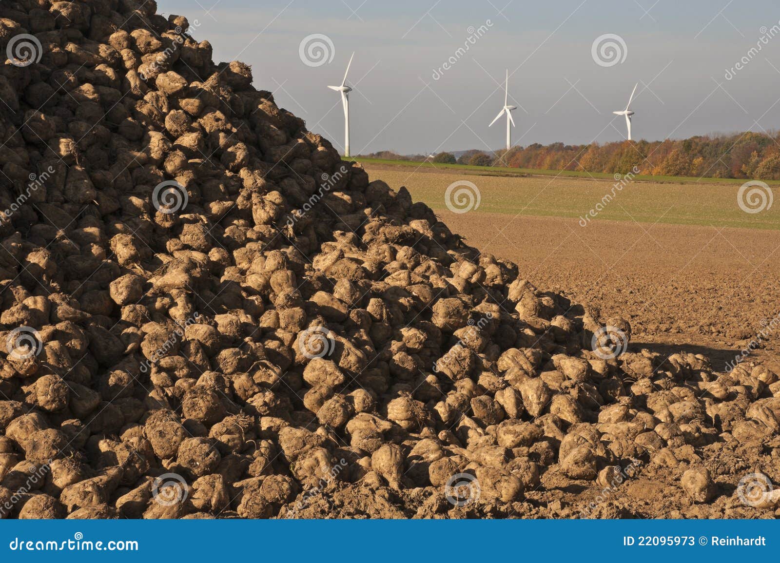 Energy, Sugar Beets and Wind Turbines Stock Image Image of farming