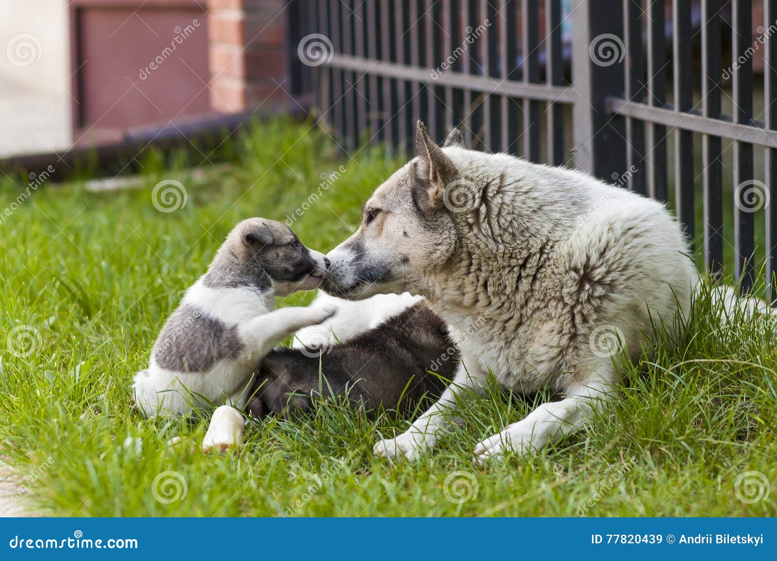 Enfantez Le Chien Avec Des Chiots De Bebe Chiot Mignon D A Un Chien Chien Foyer Image Stock Image Du Exterieur Brun