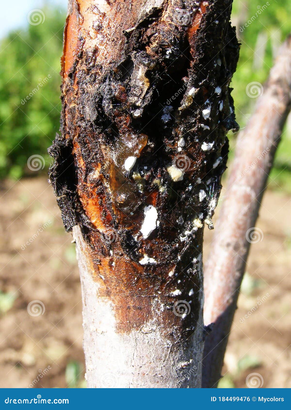 Enfermedad Del Tronco De Un árbol Enfermo Foto de archivo - Imagen de  floral, enfermo: 184499476