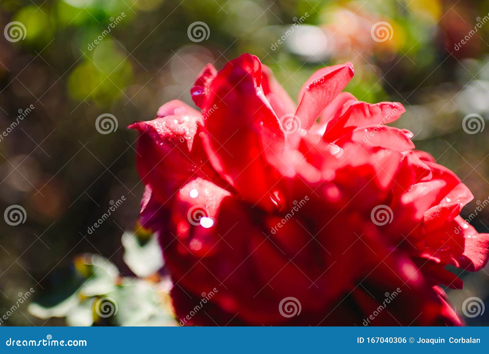 Enge Details der Rosenblütenblätter mit Taubentropfen