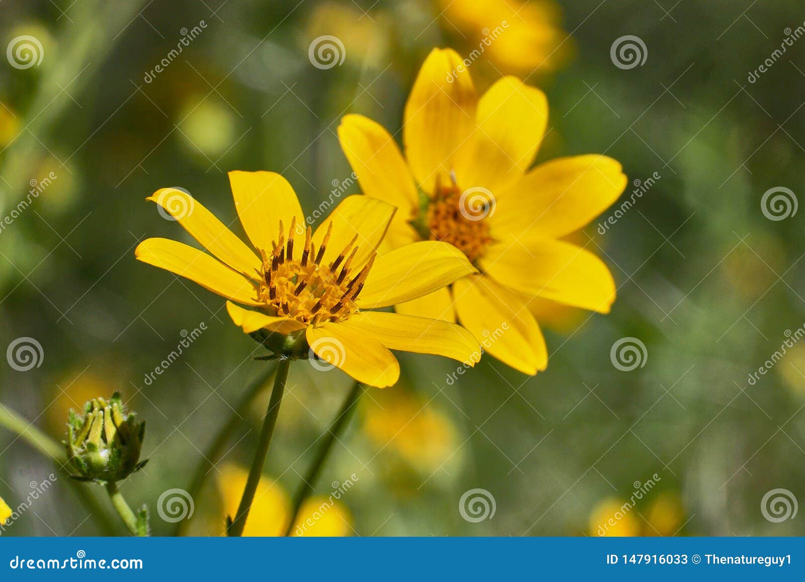 Engelmann`s Daisy Flower Texas Wildflowers Stock Image Image Of