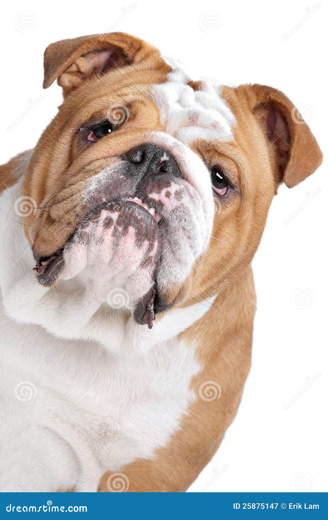 Engelse Buldog stock afbeelding. Image of geïsoleerd 25875147