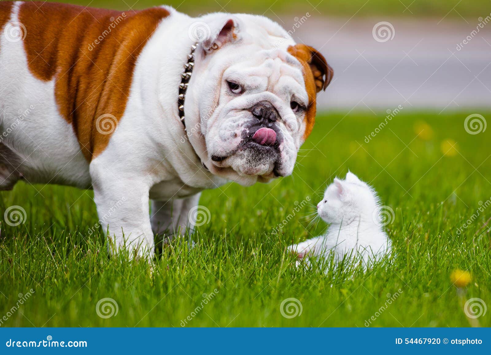 Engelsk Bulldogg Och En Kattunge Arkivfoto - Bild av posera ...