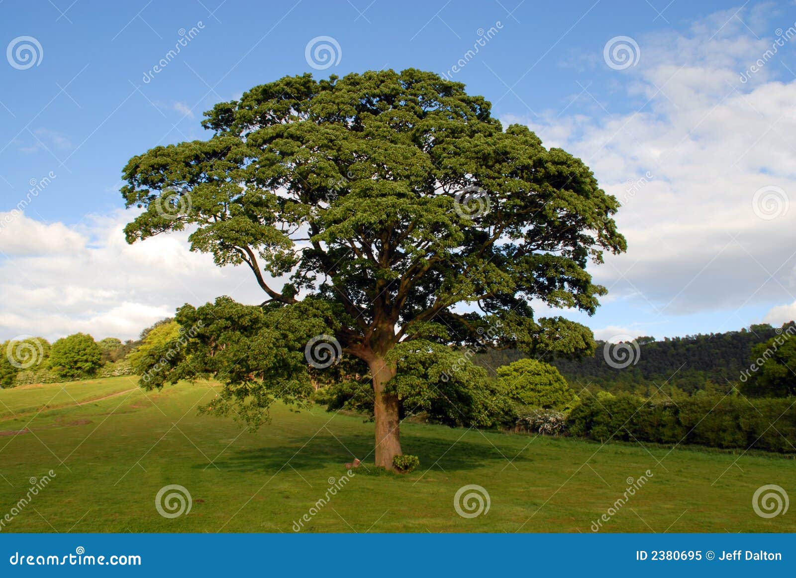 Tree för sky för blå engelsk oak för fält stor medelgammal