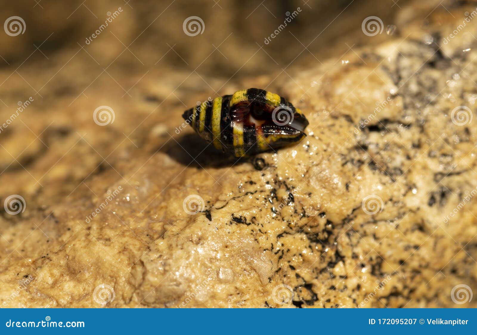 engina trifasciata, is commonly known as the `striped engina`