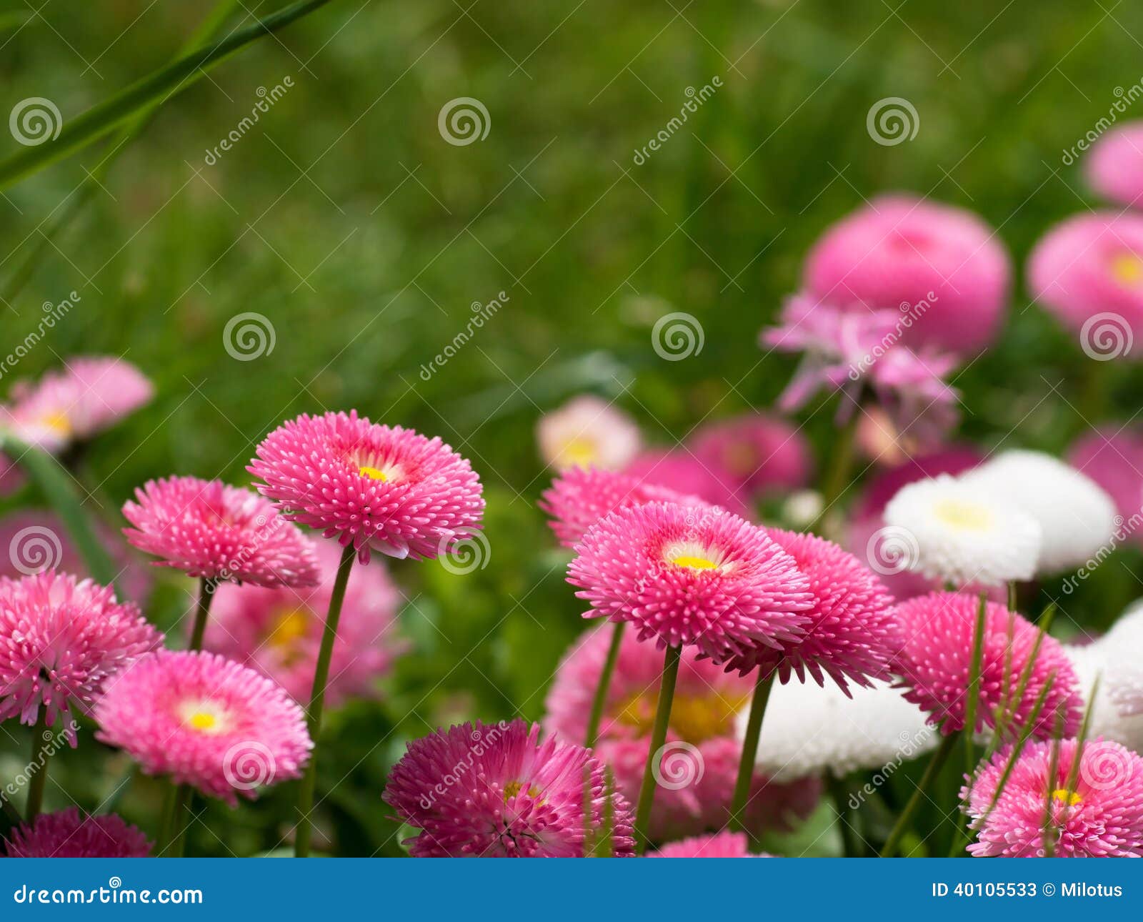 Englische Gänseblümchen - Bellis Perennis Stockbild - Bild von dekorativ,  gänseblümchen: 40105533