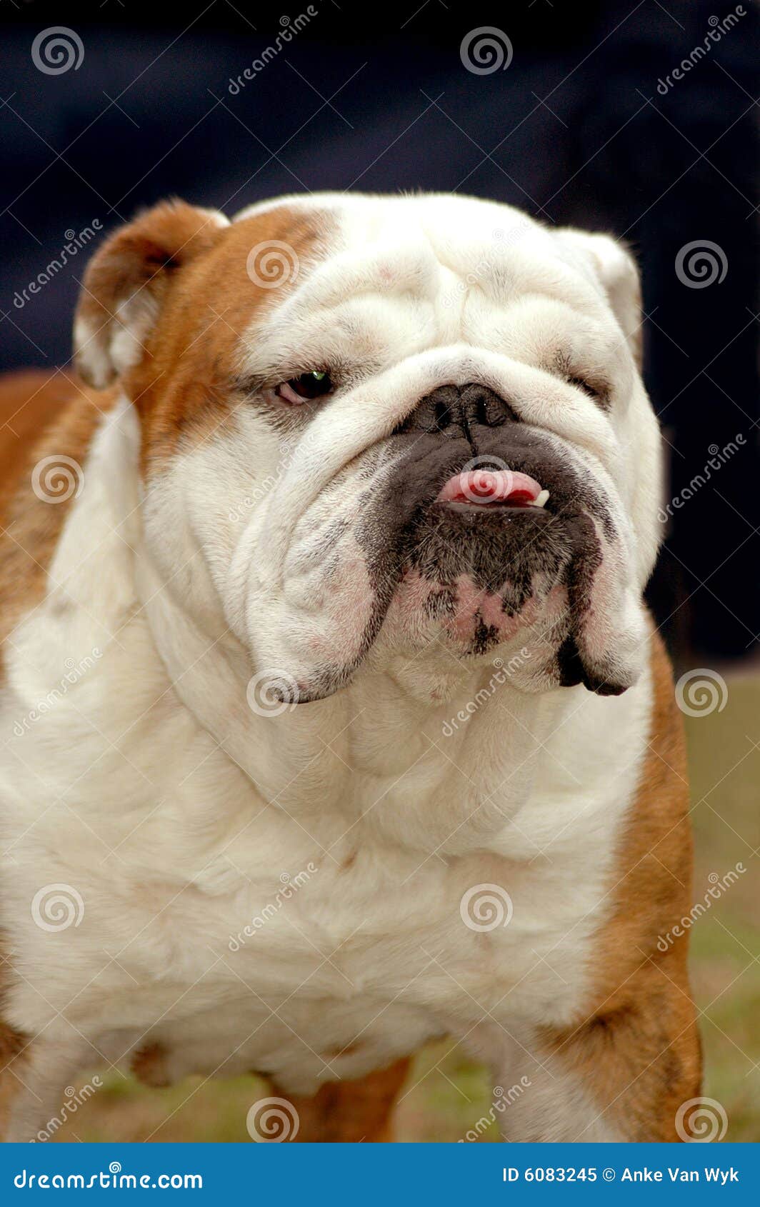Englischer BullHund stockbild. Bild von eckzähne, blick 6083245