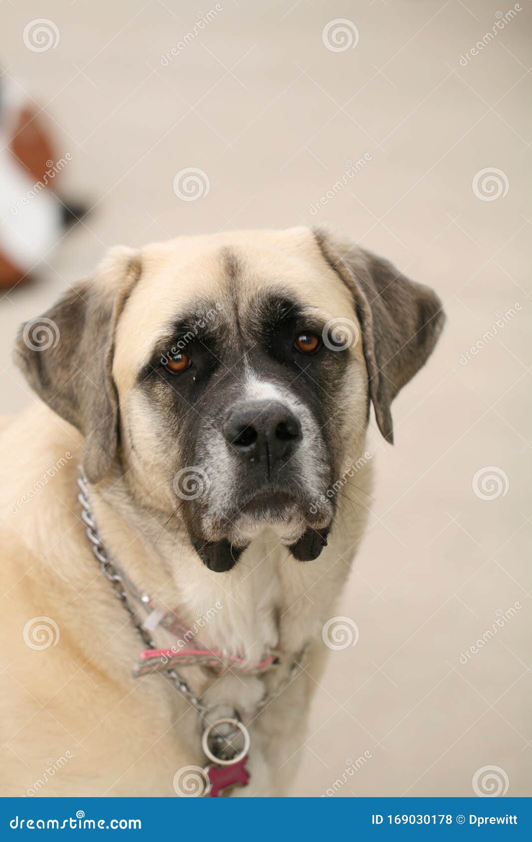 Englischer MastiffHund stockfoto. Bild von mischung 169030178