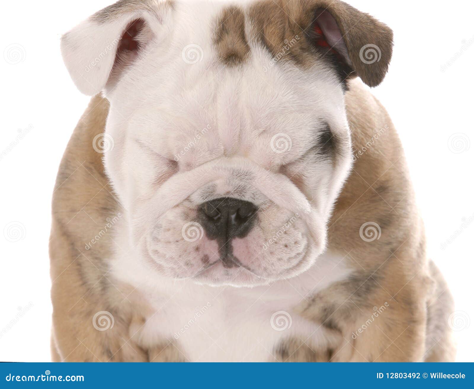 Englischer Schielender Bulldoggewelpe Stockfoto Bild von schielender