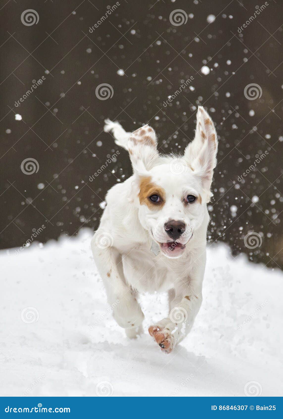 Englischer Setzer, Hund, Winter, Laufend Stockbild Bild von schnee