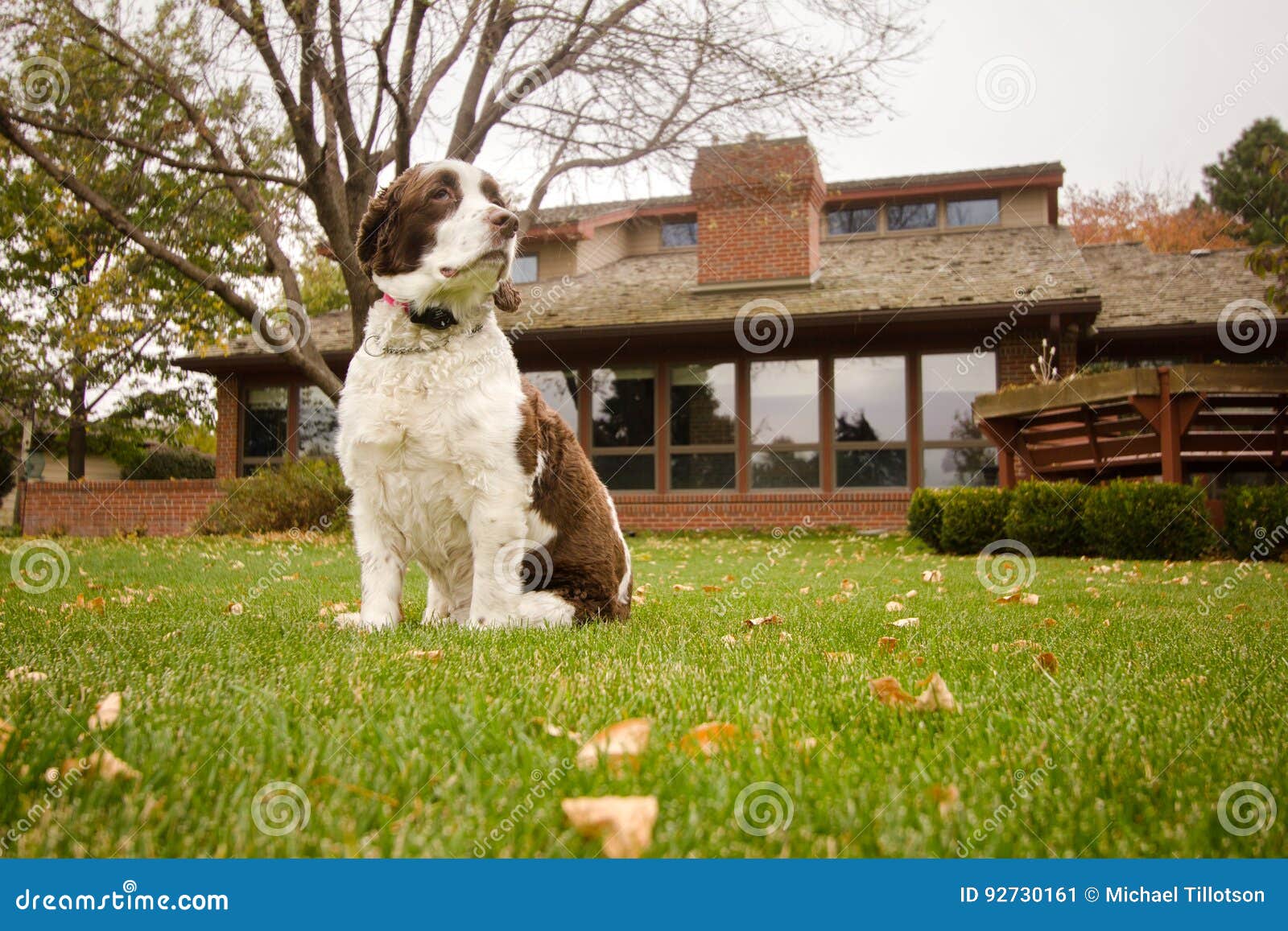 Englischer SpringerSpanielHund Im Hinterhof Stockbild Bild von