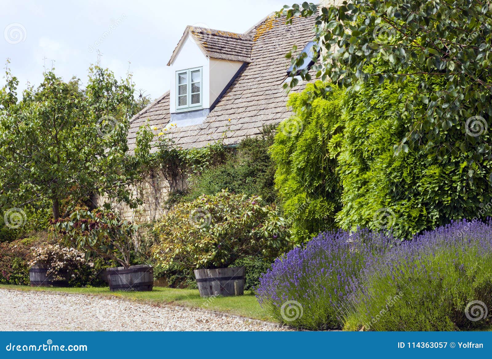 Englisches Steinhaus Mit Lavendel, Birnenbaum Im Stockbild