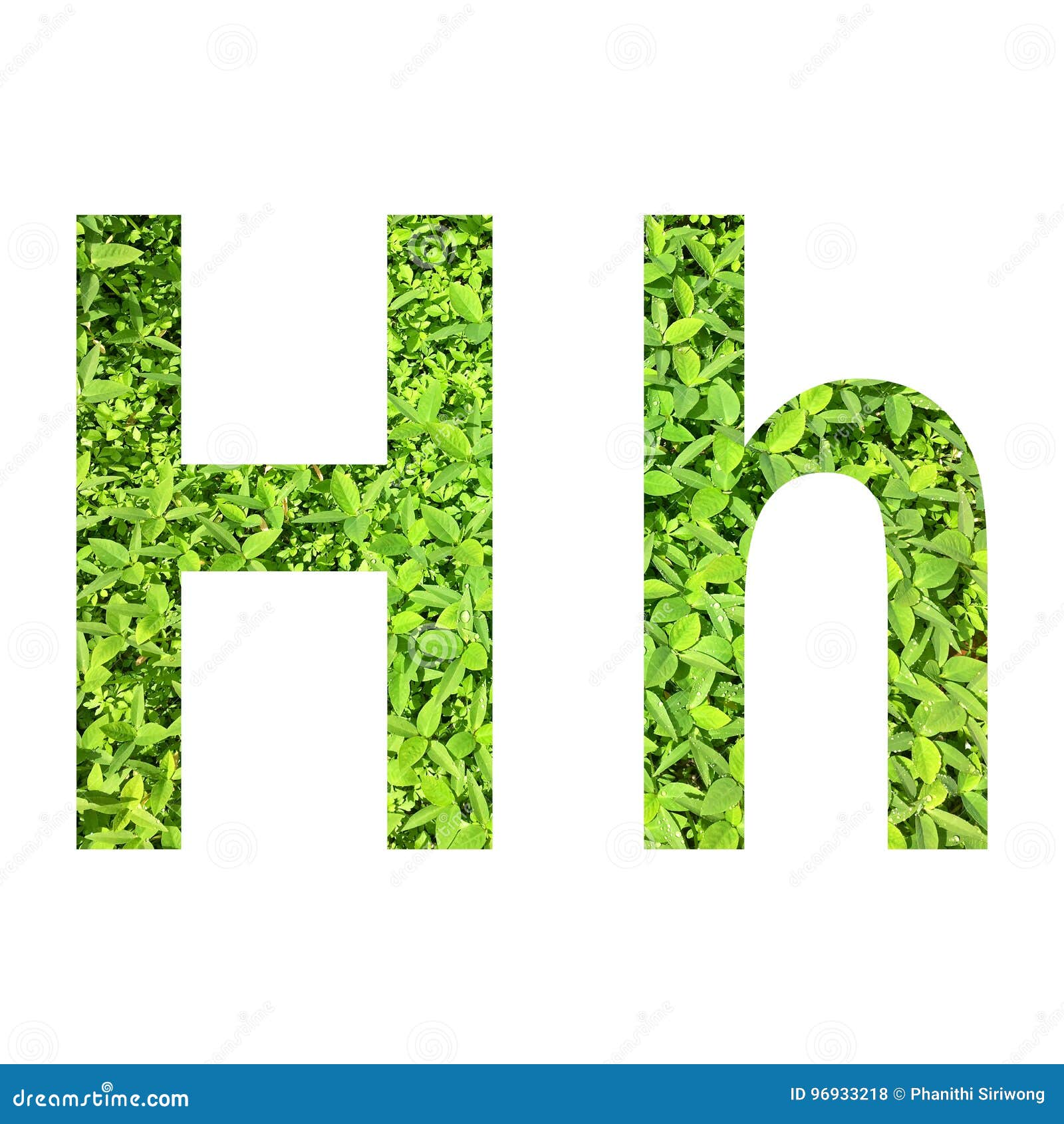 English alphabet â€œH.hâ€ made from green grass on white background for isolated