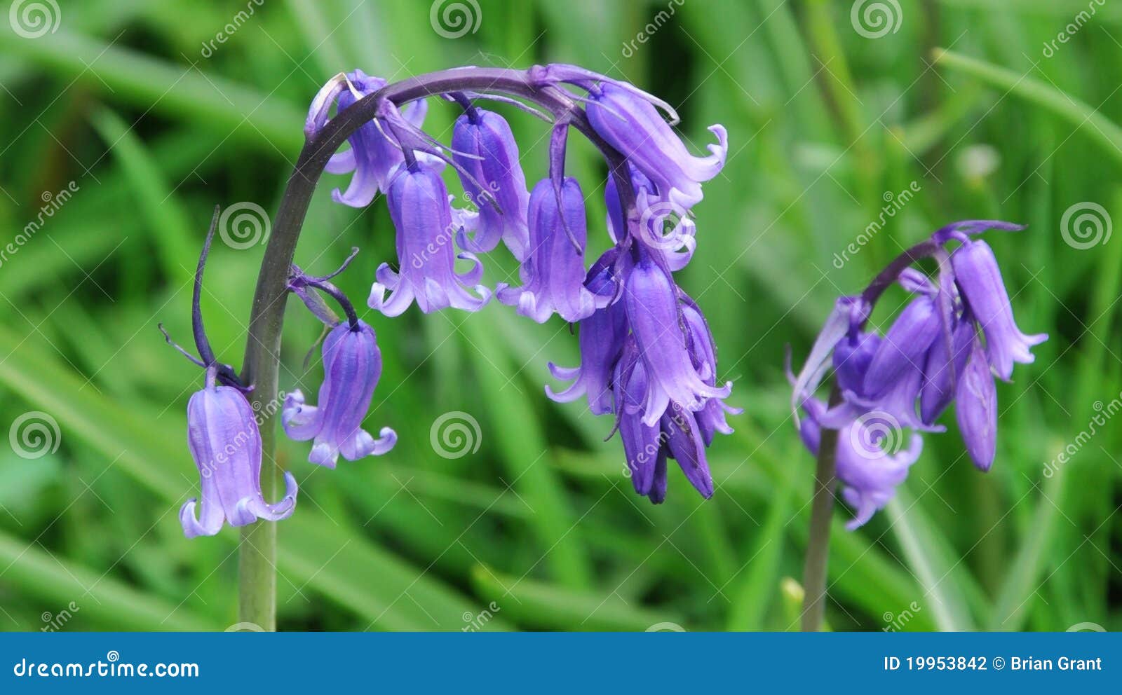 english bluebells - hyacinthoides non-scripta