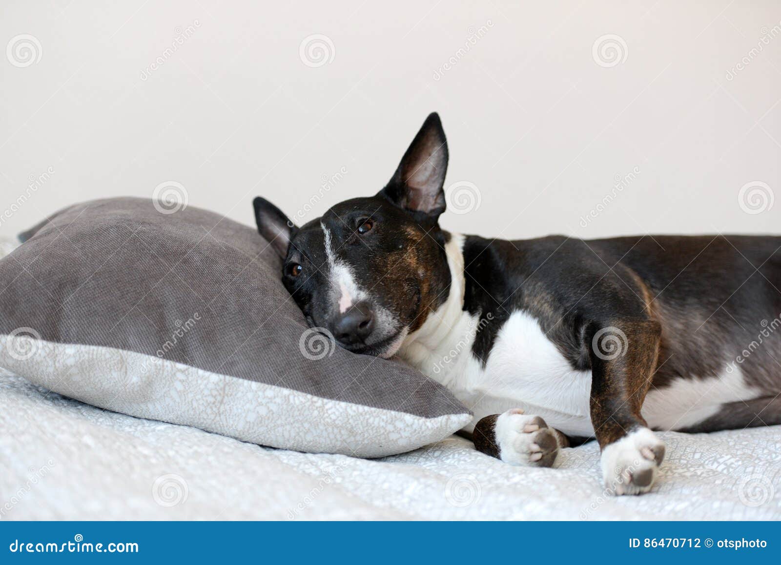 English Bull Terrier Dog Lying on Bed Stock Photo Image of sweet