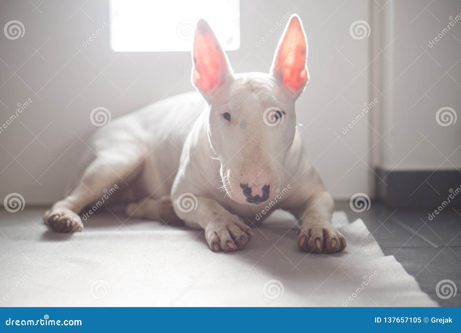 English Bull Terrier Lying On The Floor With Light Behind It Stock Image Image Of Active Domestic 137657105