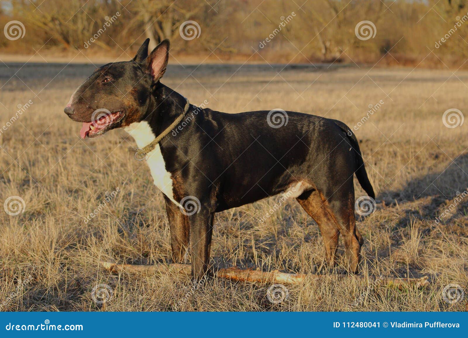 black english bull terrier