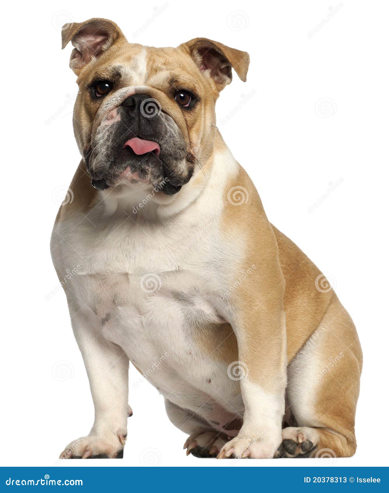 English Bulldog, 10 Months Old, Sitting Stock Photos - Image: 20378313