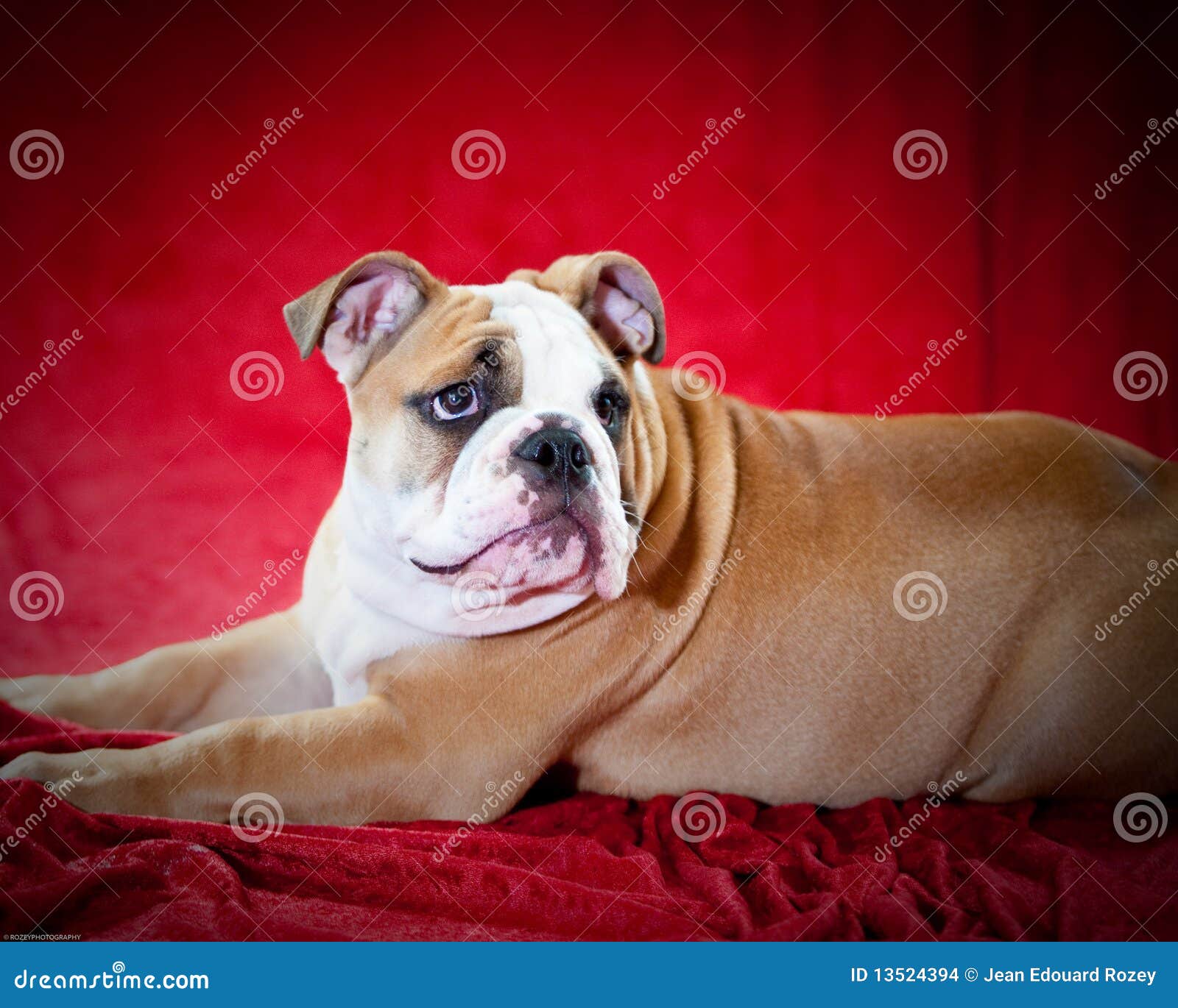 English bulldog stock photo. Image of skin, snout, vertebrate - 13524394