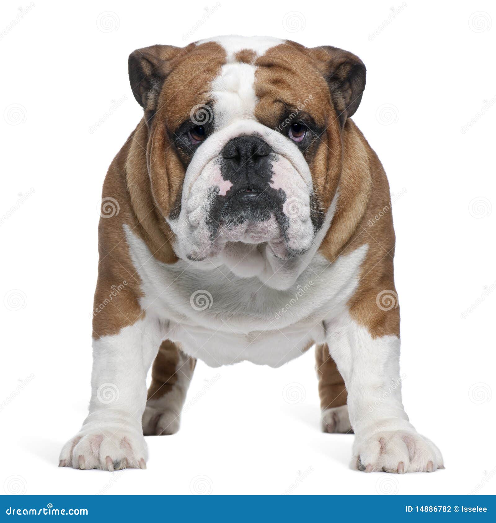 english bulldog, 2 years old, standing