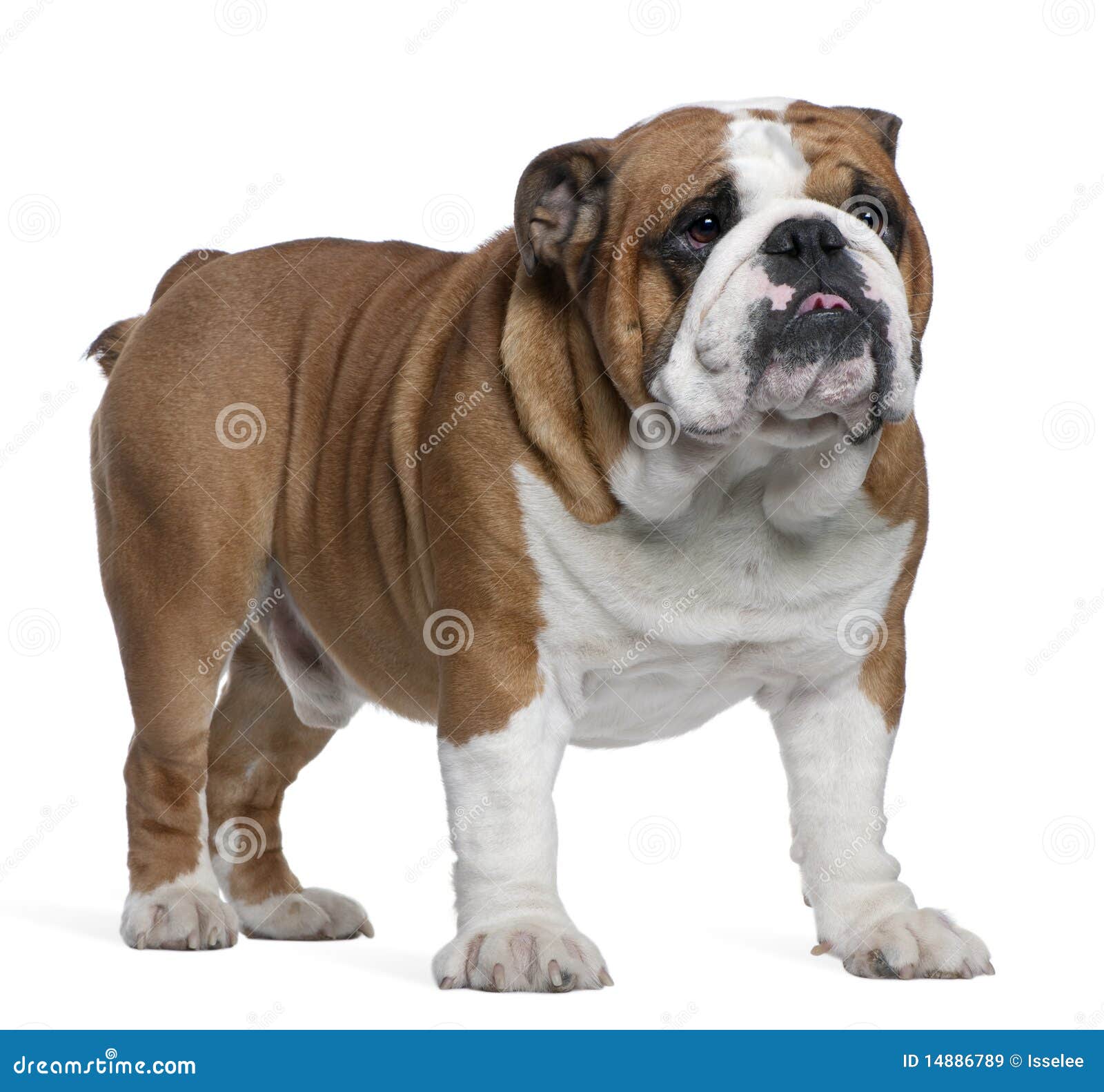 english bulldog, 2 years old, standing