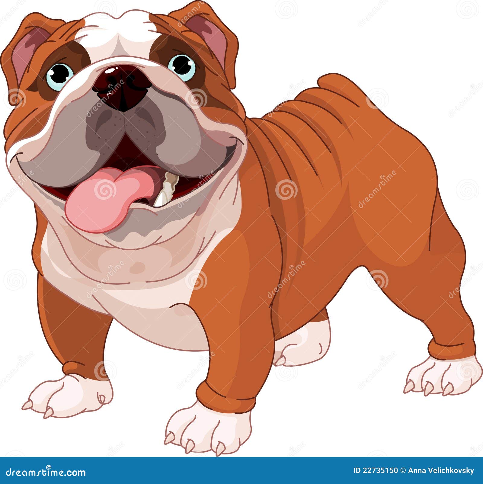 english bulldog