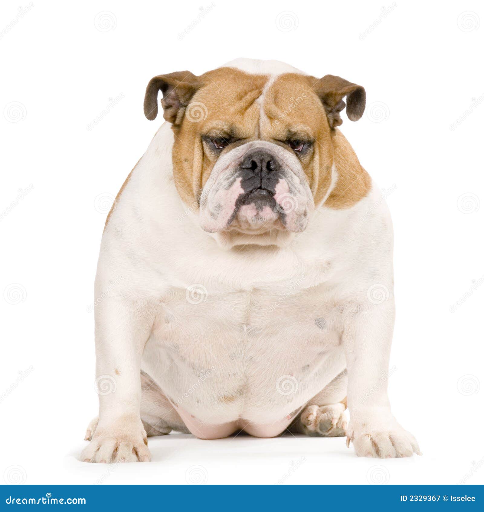 english bulldog