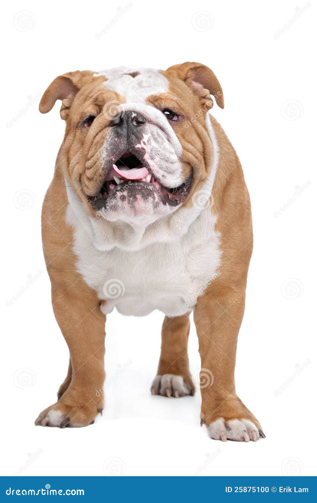 English Bulldog stock photo. Image of wrinkly, isolated - 25875100