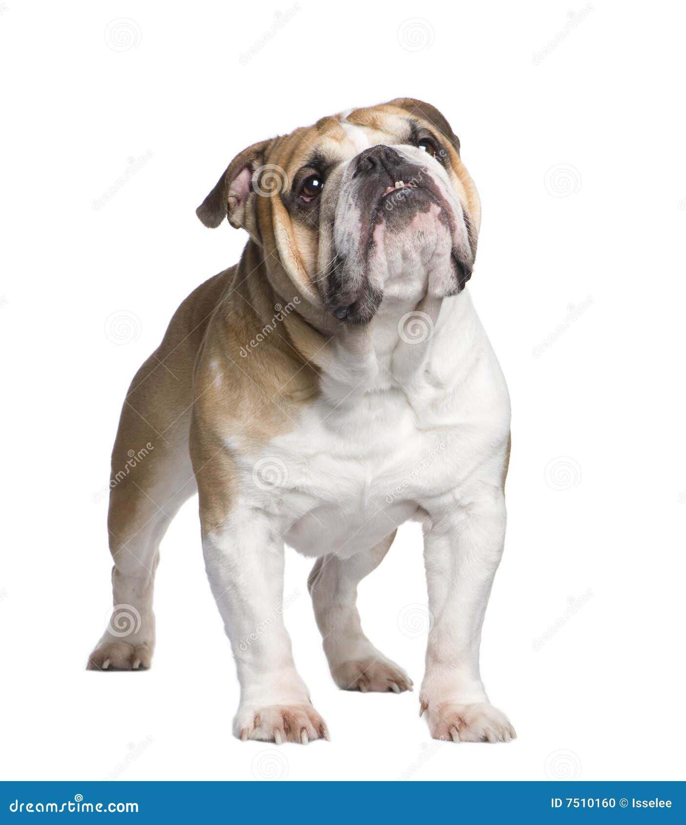 English Bulldog (6 years) stock photo. Image of sitting - 7510160