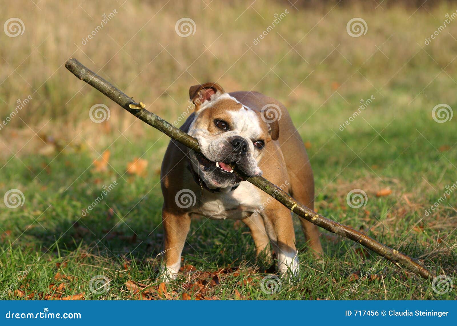 Inglês Bulldog Playing With Stick Foto Royalty Free, Gravuras, Imagens e  Banco de fotografias. Image 55268005