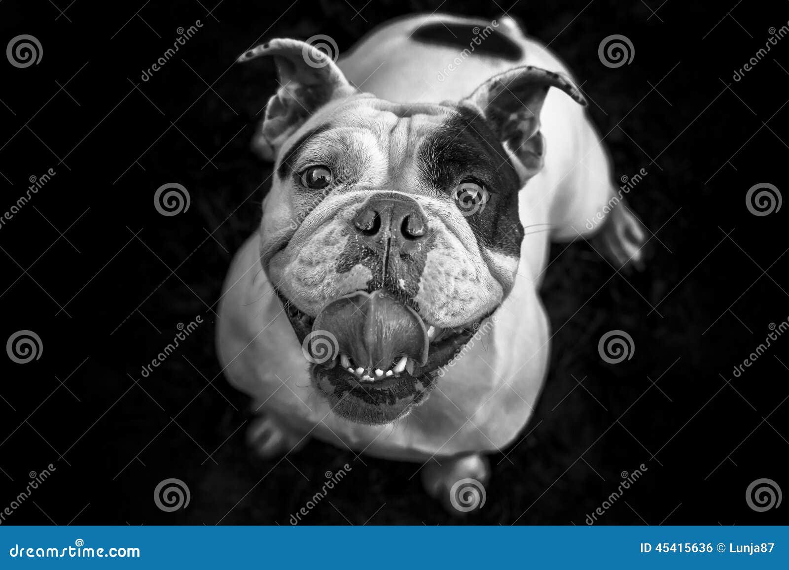 English Bulldog in Black and White