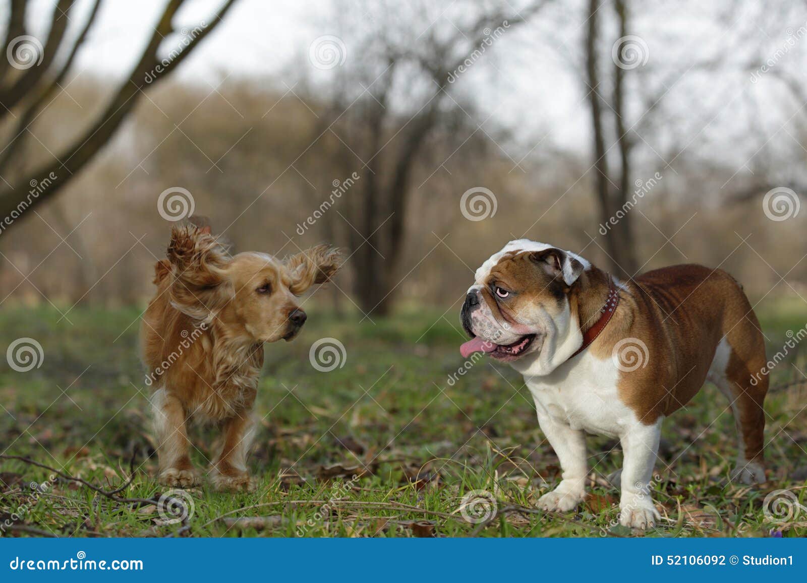 English Bulldog and Cocker Spaniel Playing on the Lawn Stock Photo Image of emotion, face