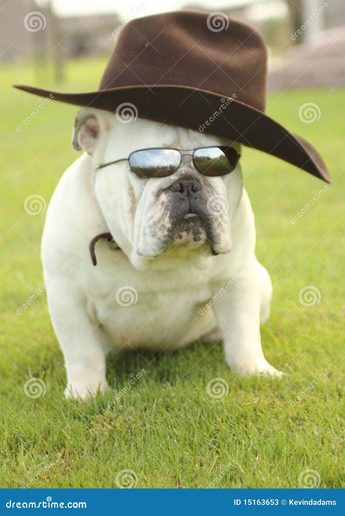 English Bulldog With Cowboy Hat Stock Photos Image 15163653