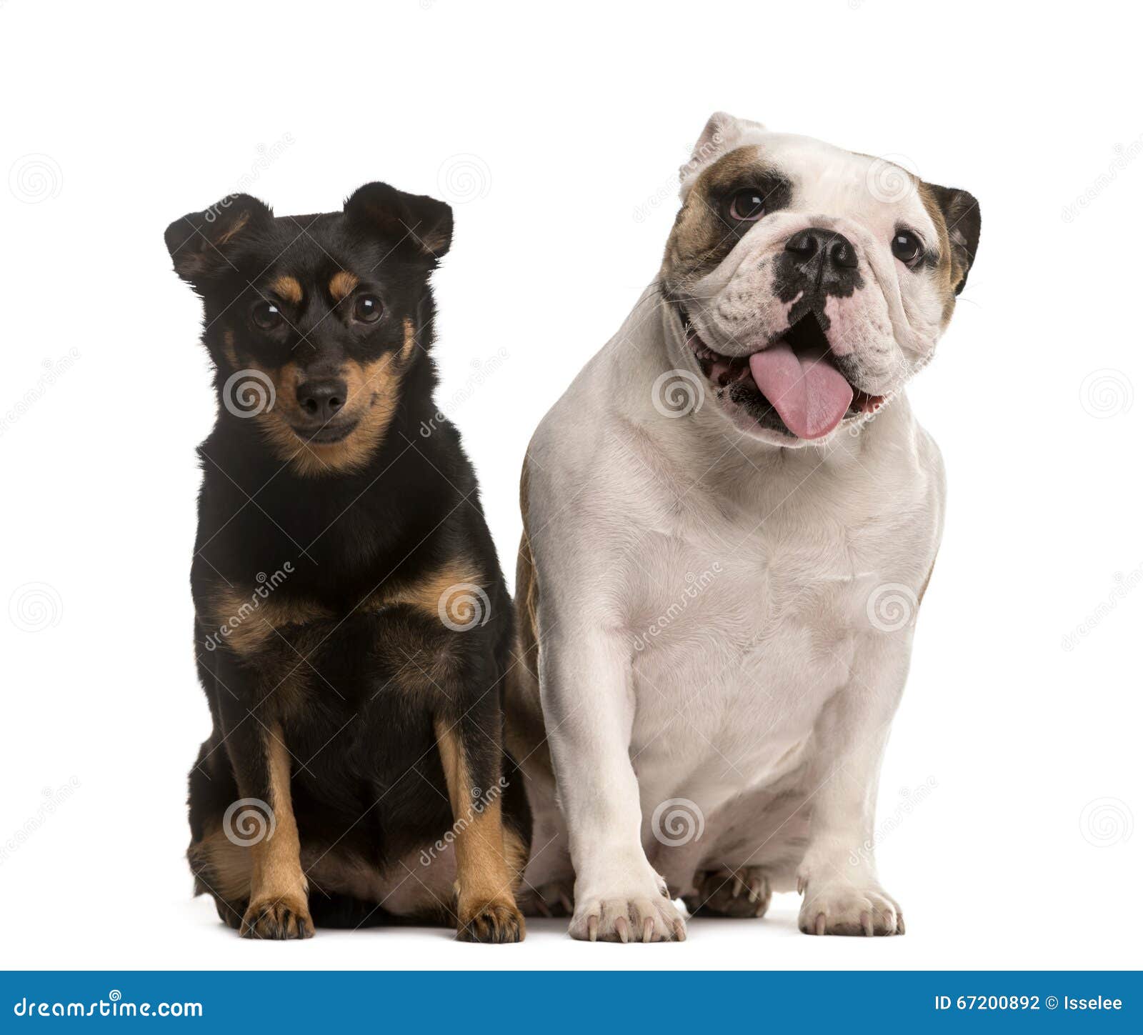 English Bulldog and Crossbreed Puppy Stock Photo - Image of dogs, white ...