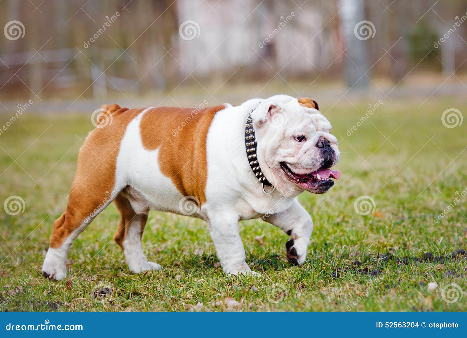 red and white british bulldog