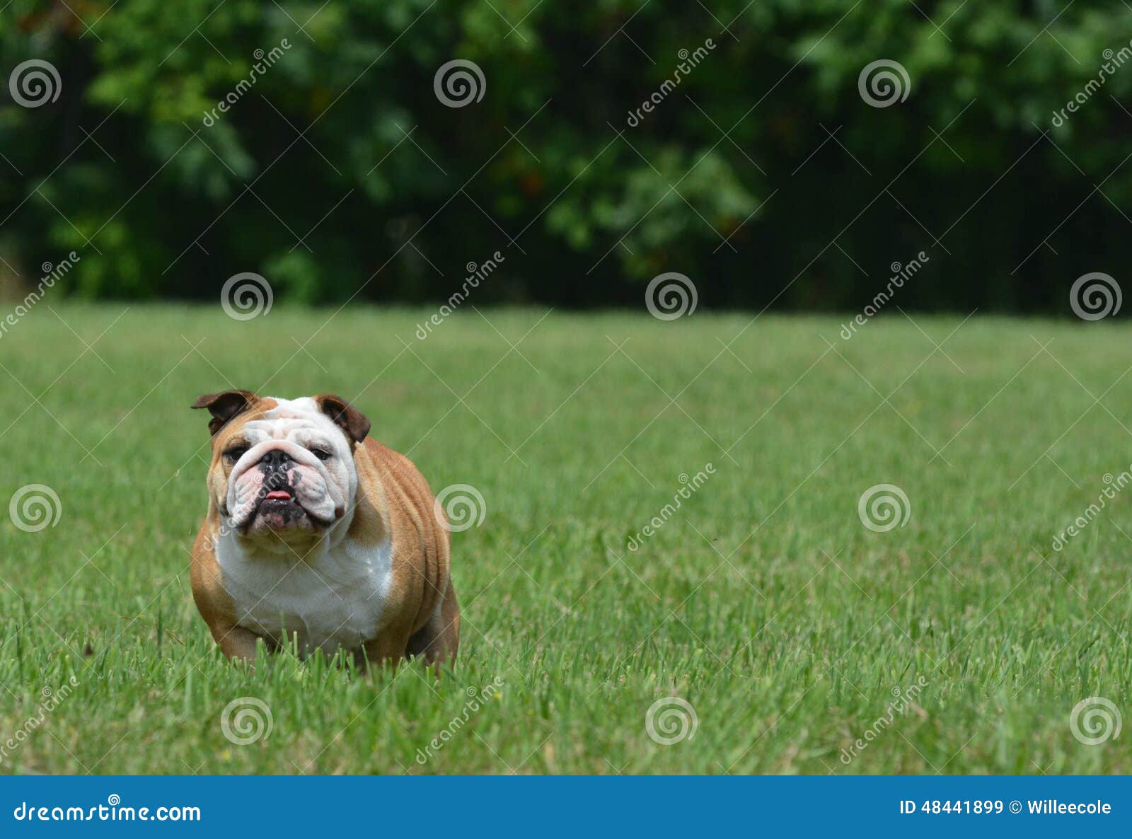 English bulldog outside stock image. Image of breed, obedient 48441899