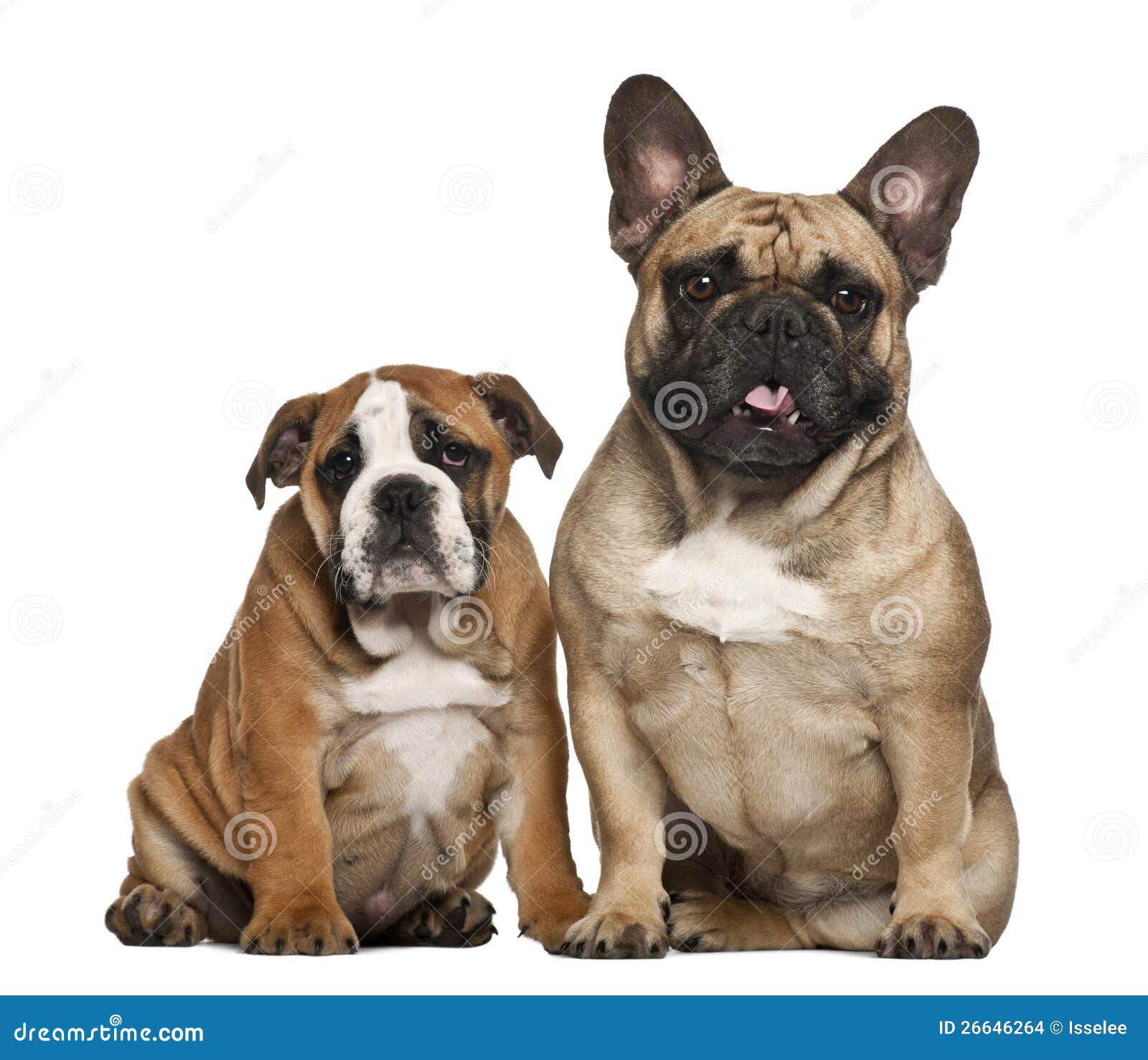 English Bulldog Puppies, 2 and a Half Months Old Stock Photo - Image of ...