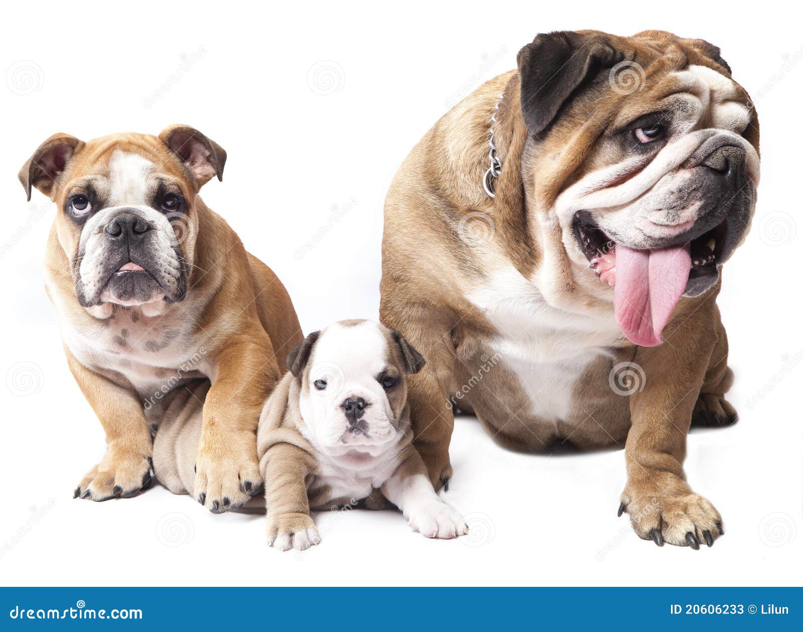 English Bulldog puppy stock image. Image of english ...