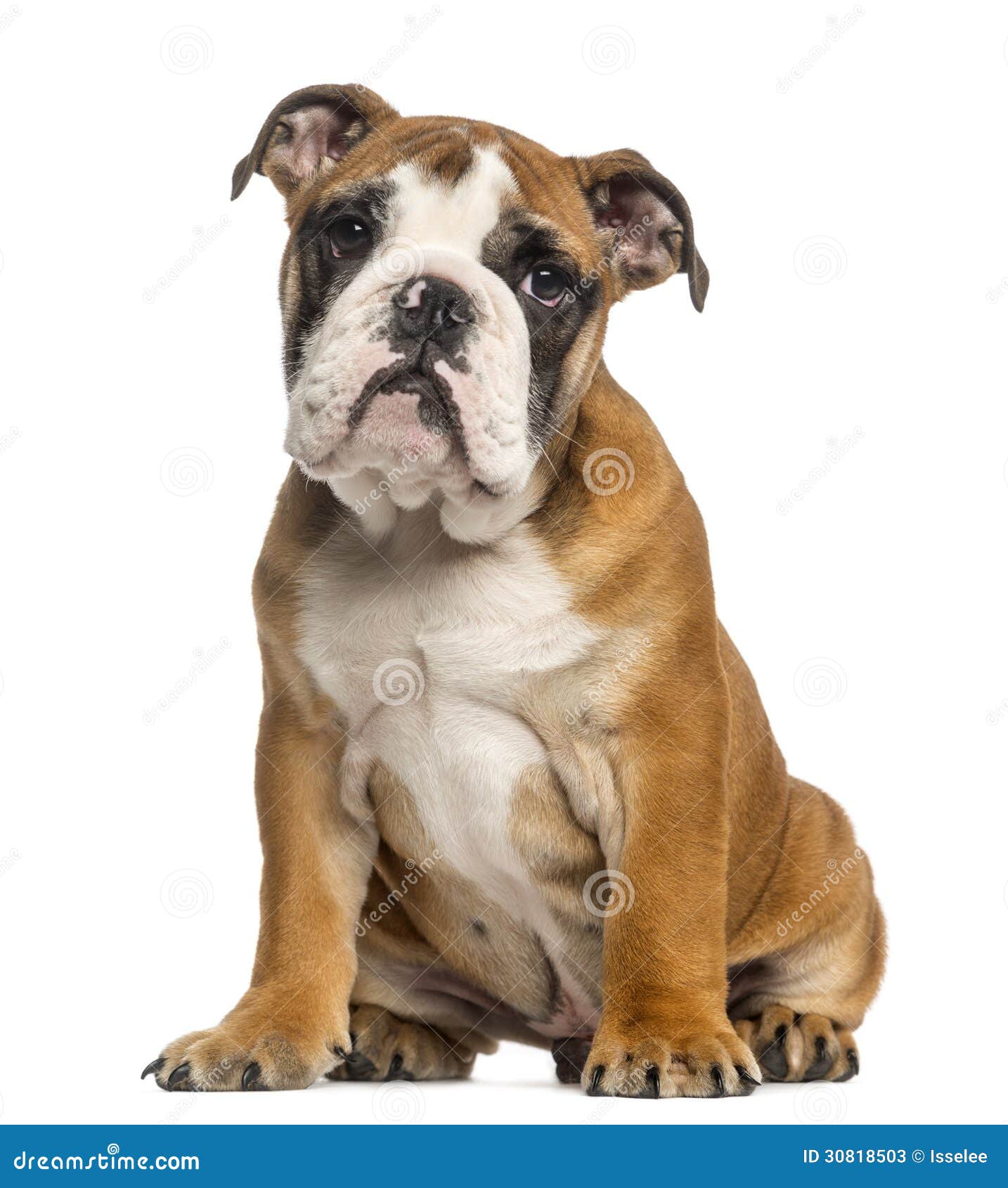 English Bulldog Puppy, 3,5 Months Old, Sitting Stock Image - Image of ...