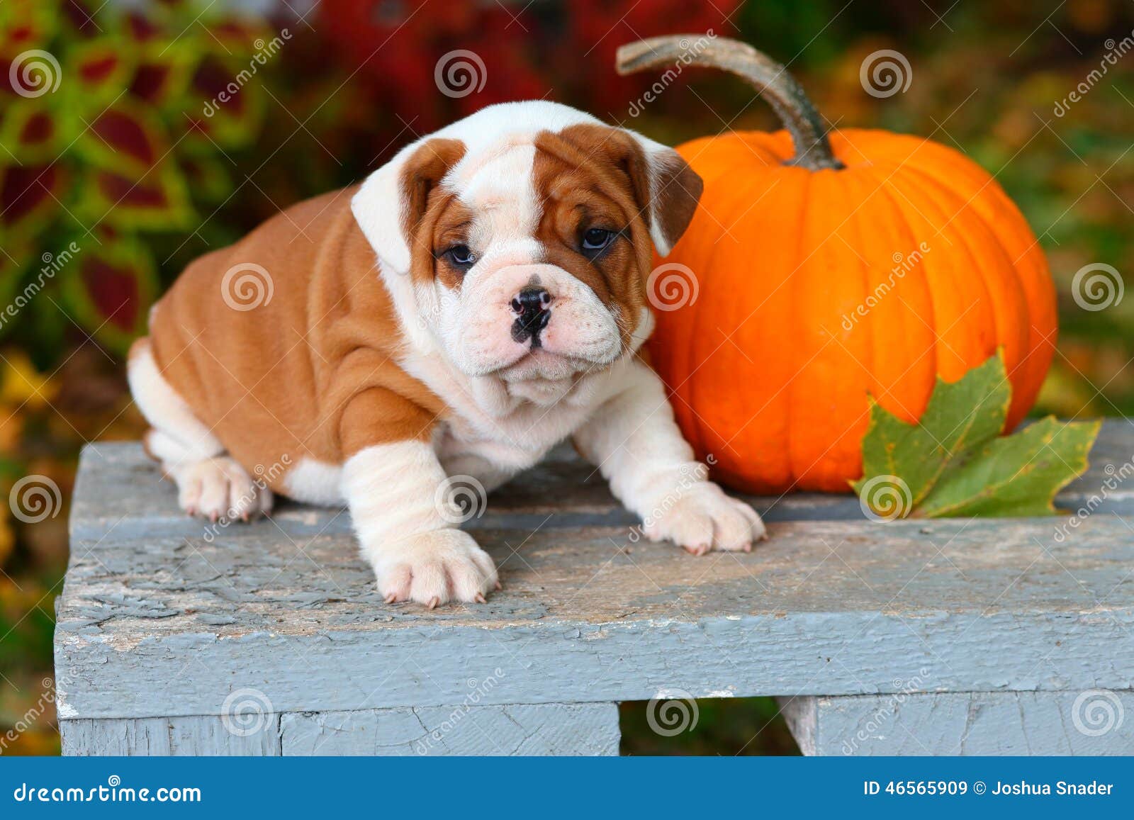 English Bulldog Puppy Sitting On Garden Bench With Pumpkin ...