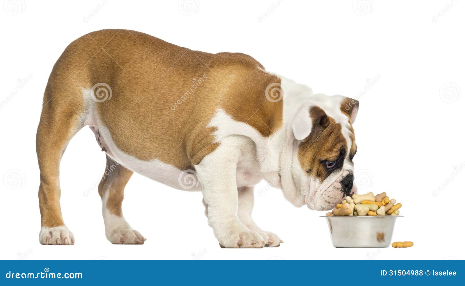 how much food for a bulldog puppy