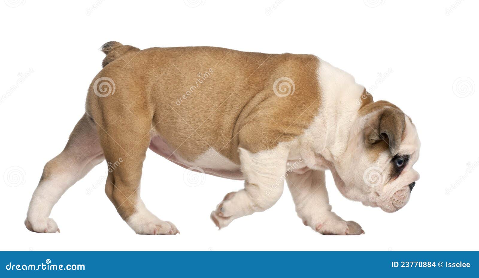 bulldog walking