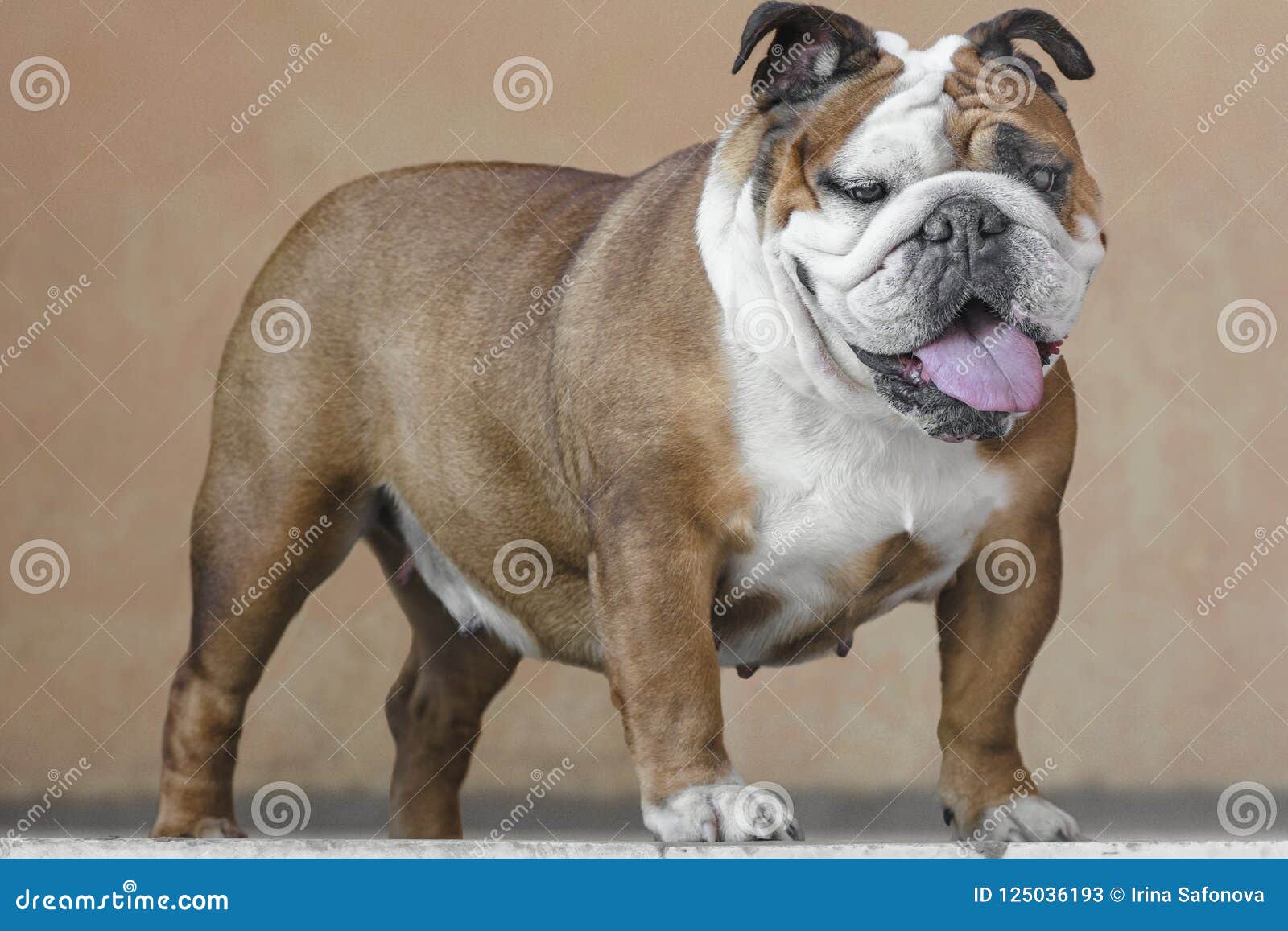 red and white english bulldog