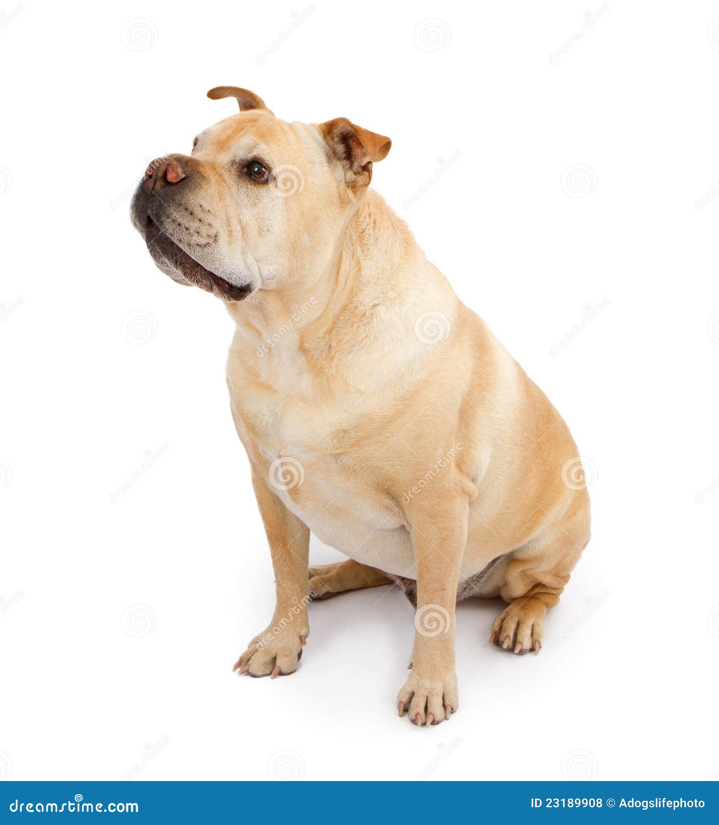 Maladroit beskyldninger mandig English Bulldog and Shar-Pei Mixed Breed Dog Stock Photo - Image of mixed,  domestic: 23189908