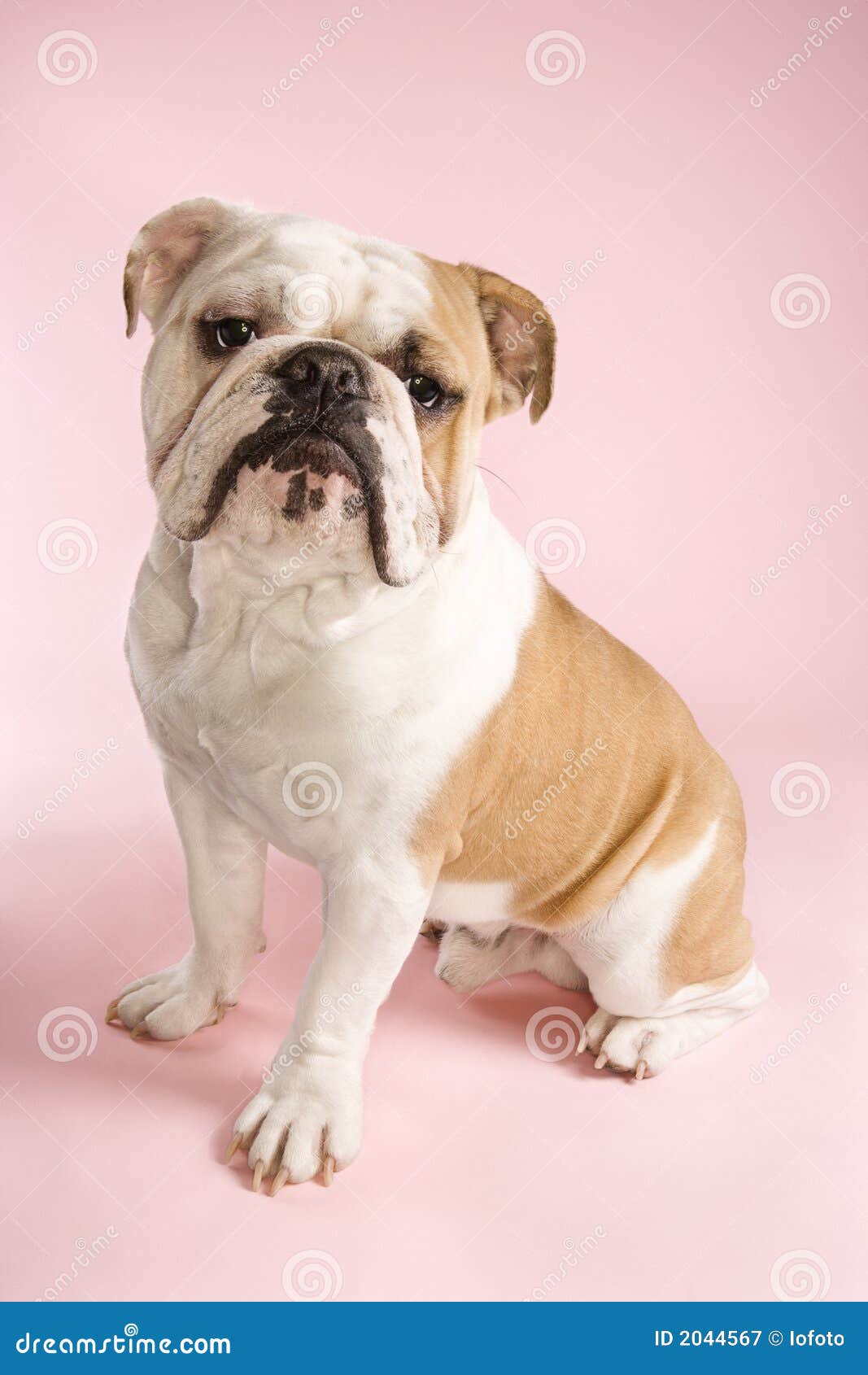 English Bulldog sitting. stock image. Image of domestic 2044567