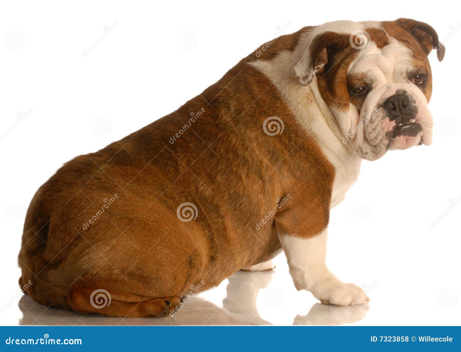 English Bulldog Sitting Royalty Free Stock Photos Image 7323858
