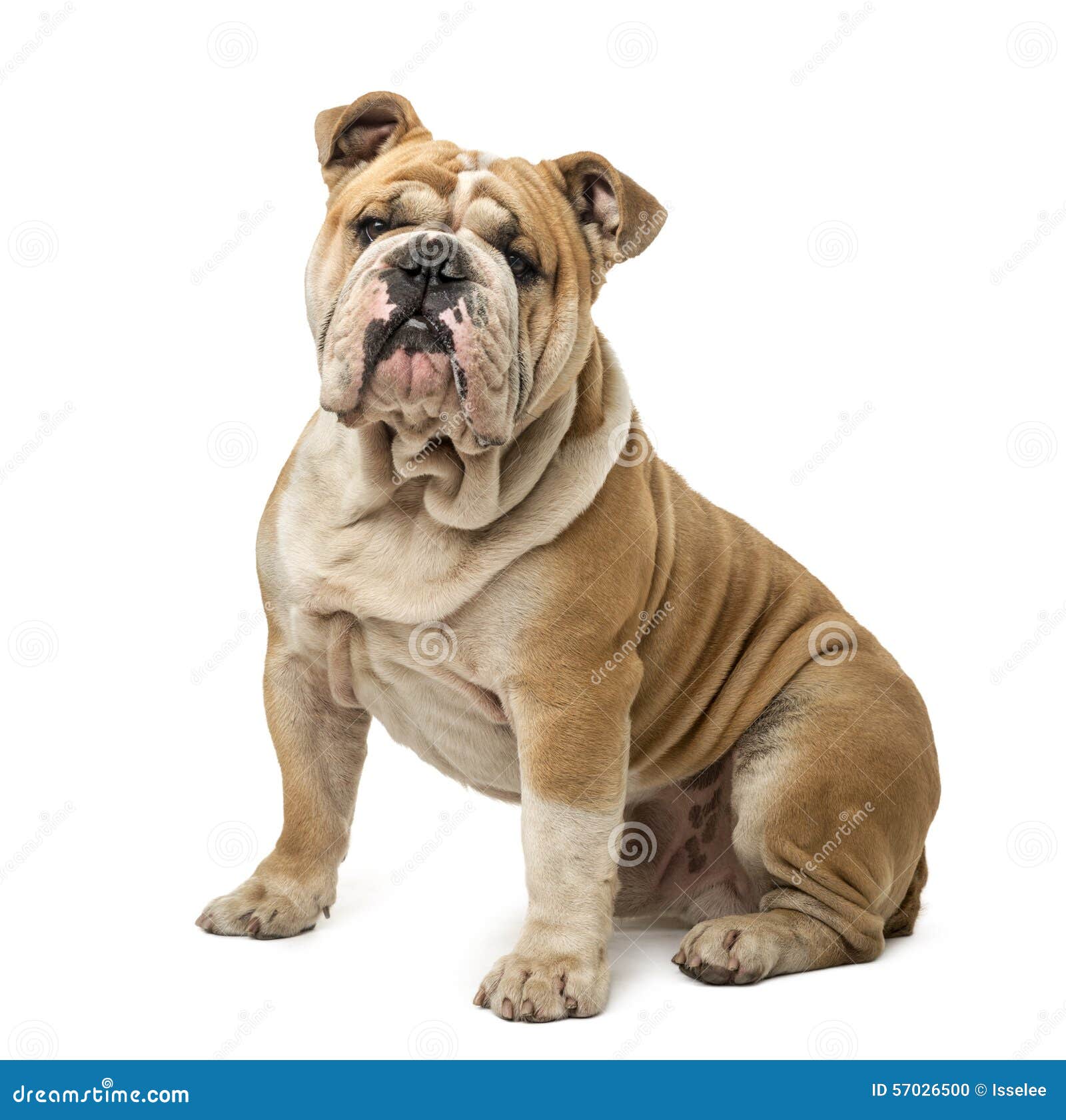 English Bulldog Sitting Stock Photo - Image: 57026500