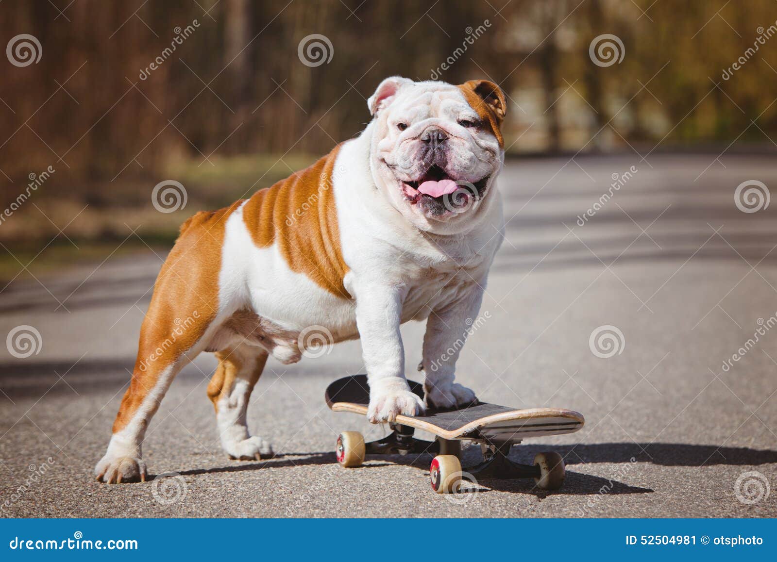 English Bulldog On A Skateboard Stock Image Image of
