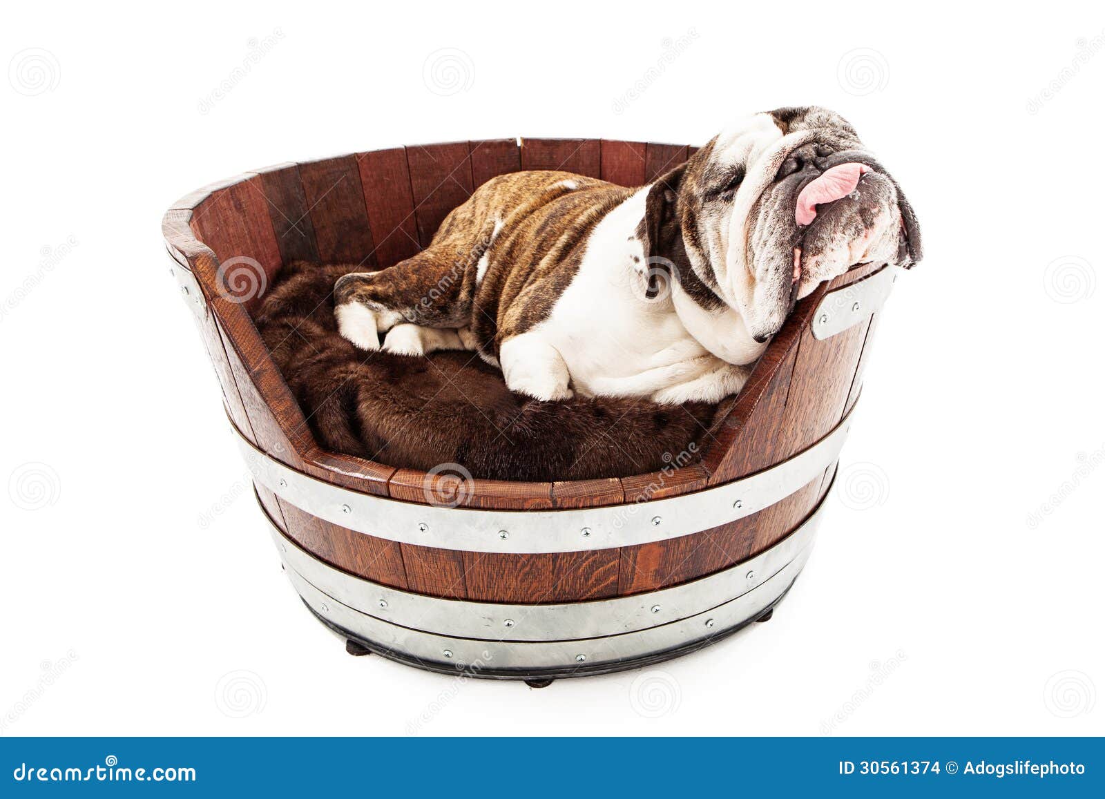 English Bulldog Sleeping With Tongue Out Stock Photo 